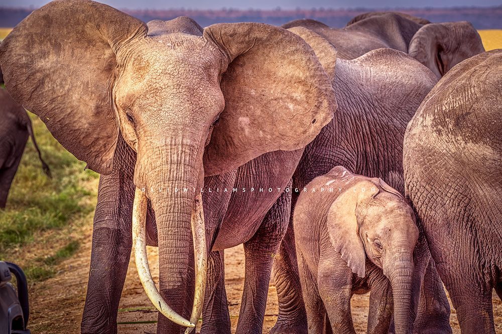 A close up of African Elephants protecting calf in Amboseli, Kenya