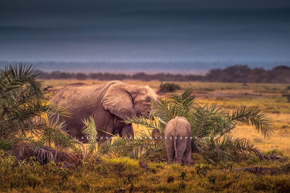A mother elephant calf feeding in the forest of Amboseli National Park, Kenya