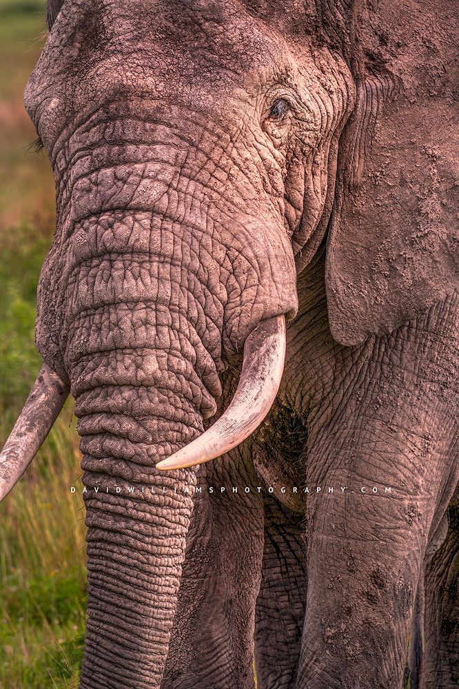 A vertical close up of an elephant, Tanzania, Africa