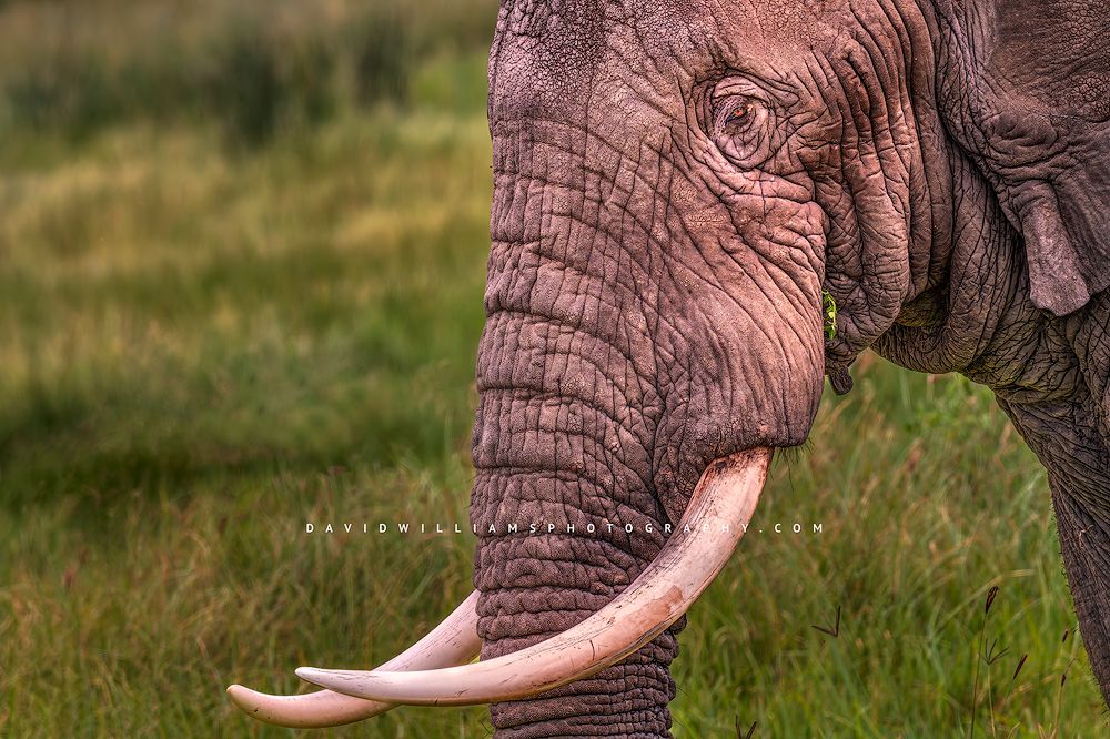 Side view of an African elephant eyes and tusks, Tanzania, Africa