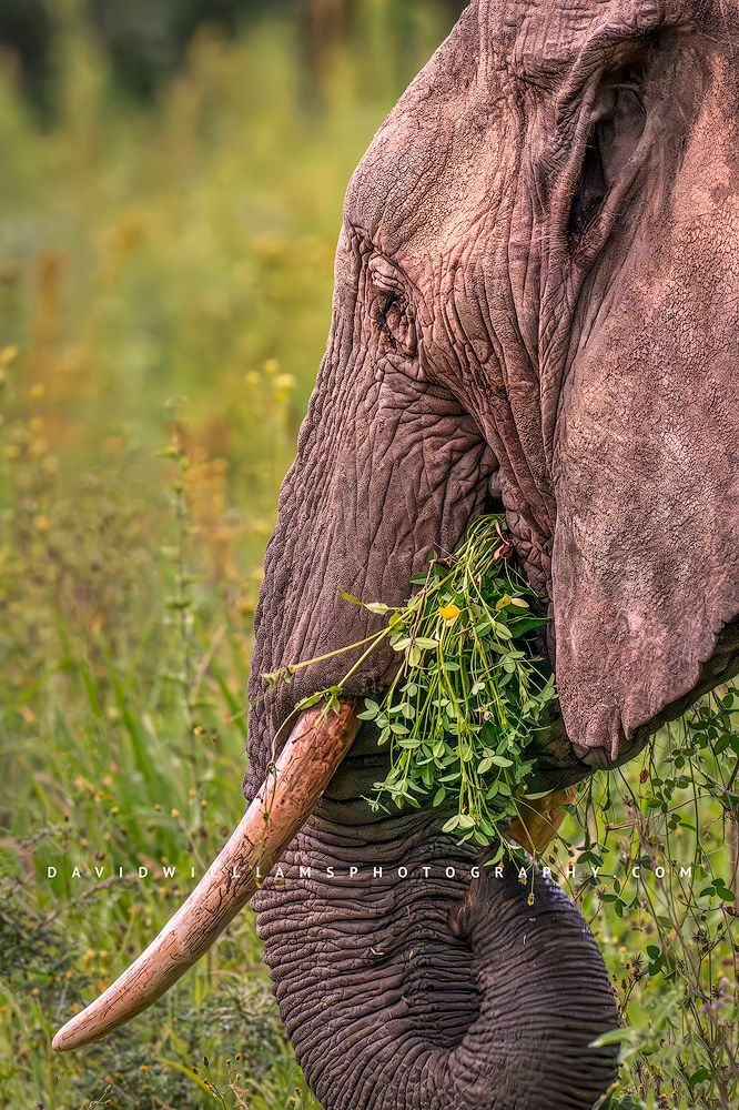 A close up of an elephant trunk eating flowers, Tanzania, Africa