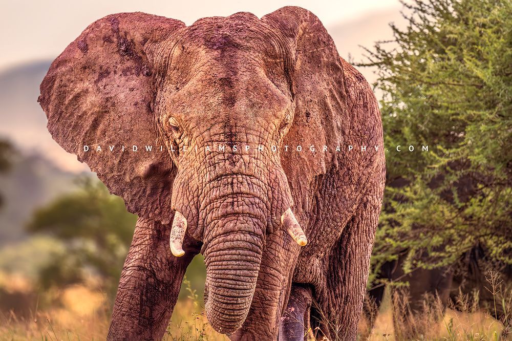 Frontal close-up of a large African elephant walking toward the camera in golden light, Tarangire National Park, Tanzania