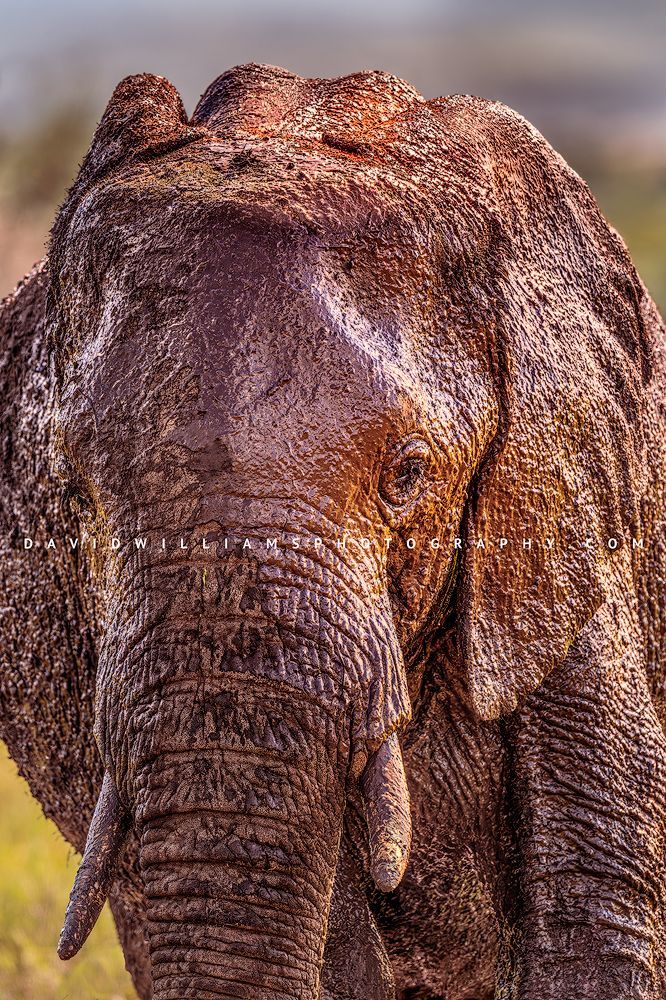 Close-up vertical of an African elephant covered in wet mud as it emerges from the waters of Ngorongoro Crater, Tanzania