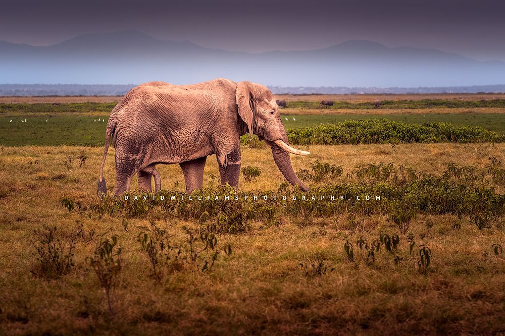 Adult male elephant with large tusks feeding in the Masai Mara, Kenya An adult male African elephant with large tusks feeding, Masai Mara, Kenya