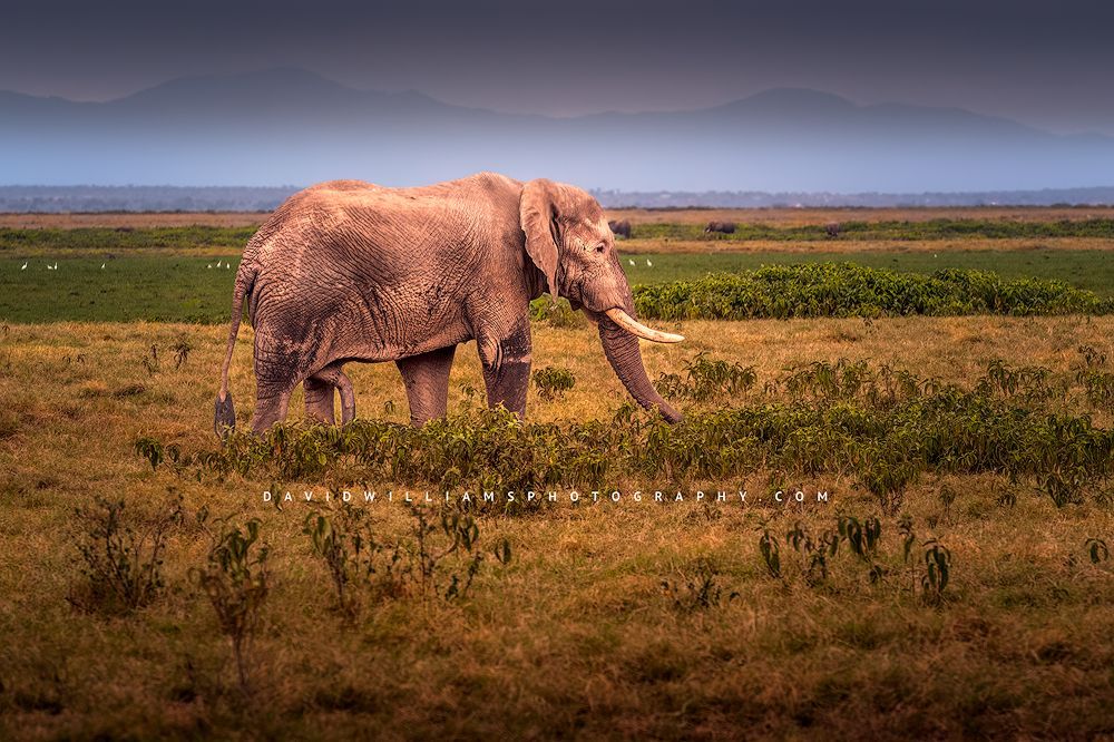 An adult male African elephant with large tusks feeding, Masai Mara, Kenya