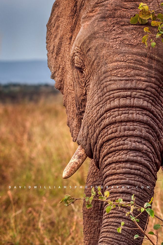 An African Elephant's skin texture of face and trunk, Masai Mara, Kenya