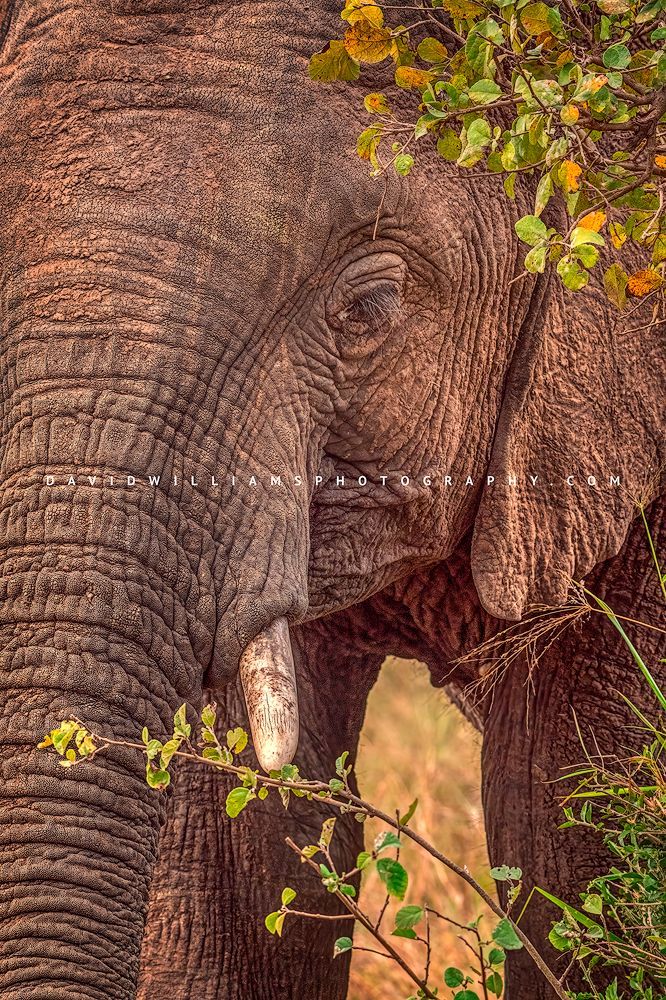 A close up pf a male African elephant feeding, Masai Mara, Kenya