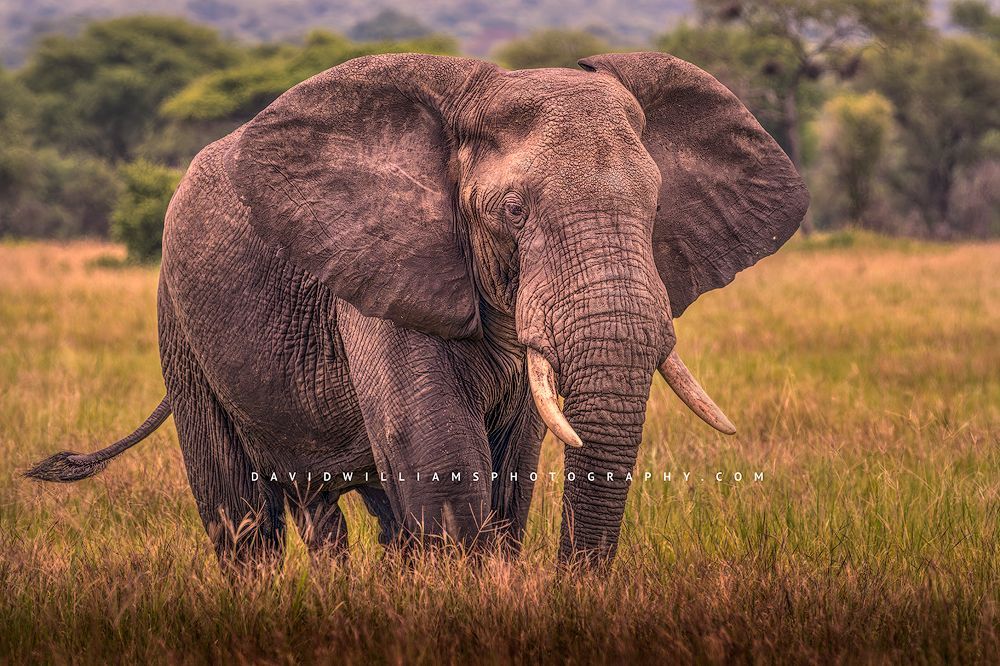 A large elephant in golden light, Tanzania, Africa