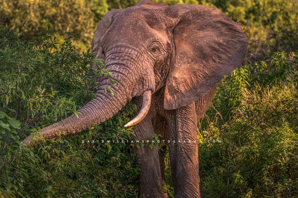 Beautiful light falls on an Elephant, Tanzania,, Africa