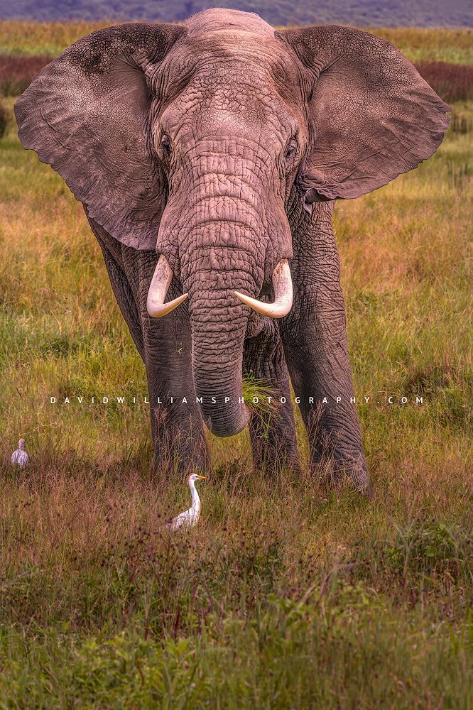 An African elephant with ears extended out, Tanzania, Africa