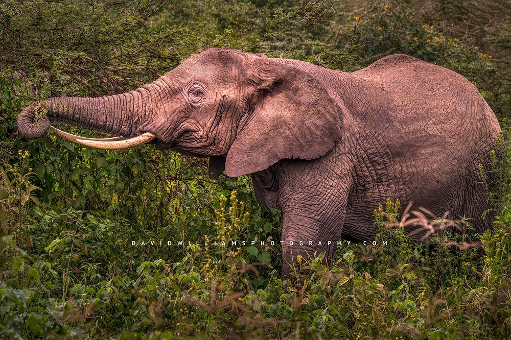An elephant with large tusks feeding on a tree, Tanzania, Africa