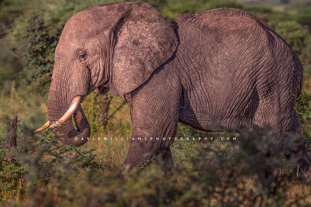 An elephant in the jungles of the Serengeti