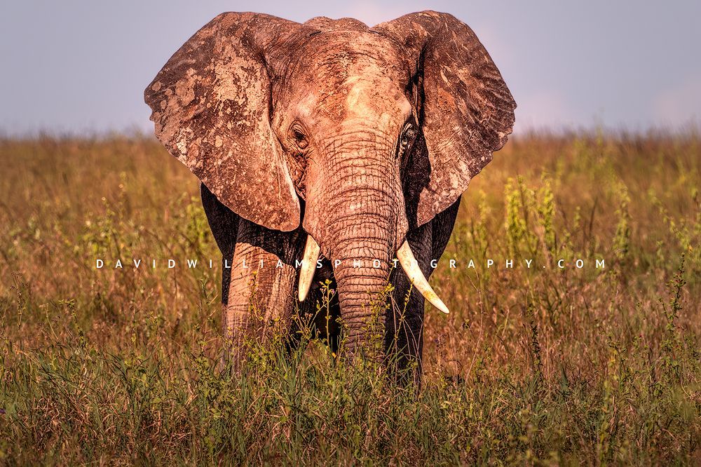 Frontal close-up of an African elephant with dried mud on ears, head, and trunk, Serengeti National Park, Tanzania, Africa