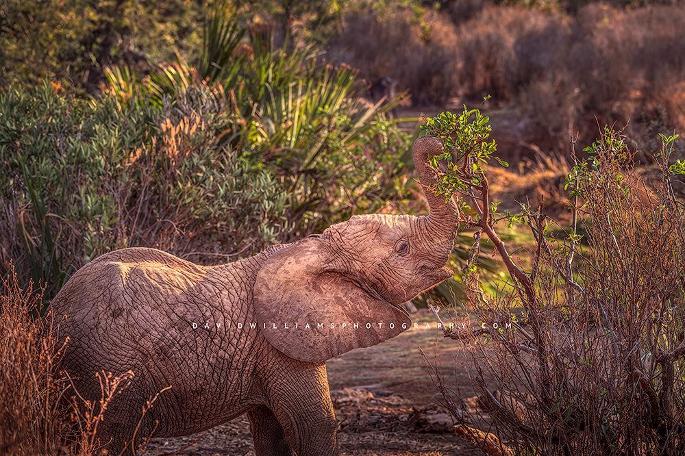 A young elephant foraging off of a small tree, Samburu, Kenya, Africa