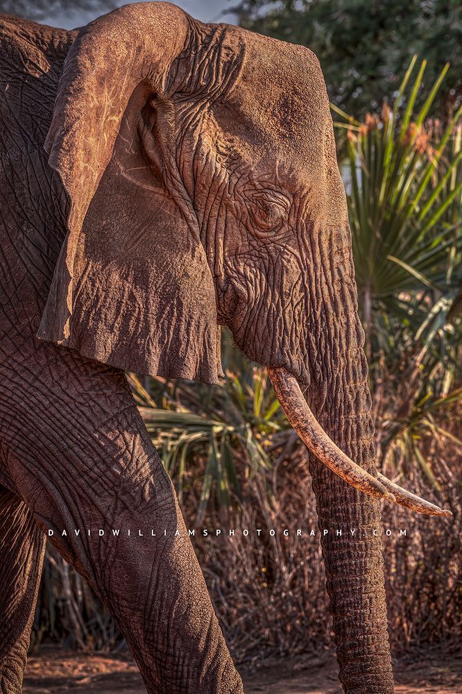 A close up of an African elephant just before sunset, Samburu, Kenya