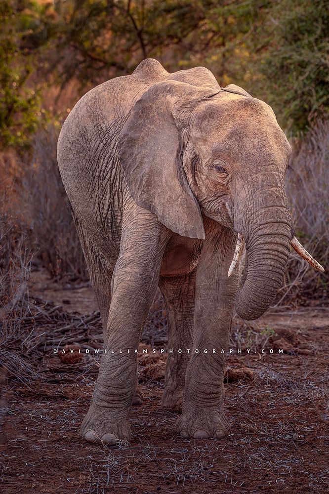 An African elephant in a wooded area at sunset, Samburu, Kenya, Africa