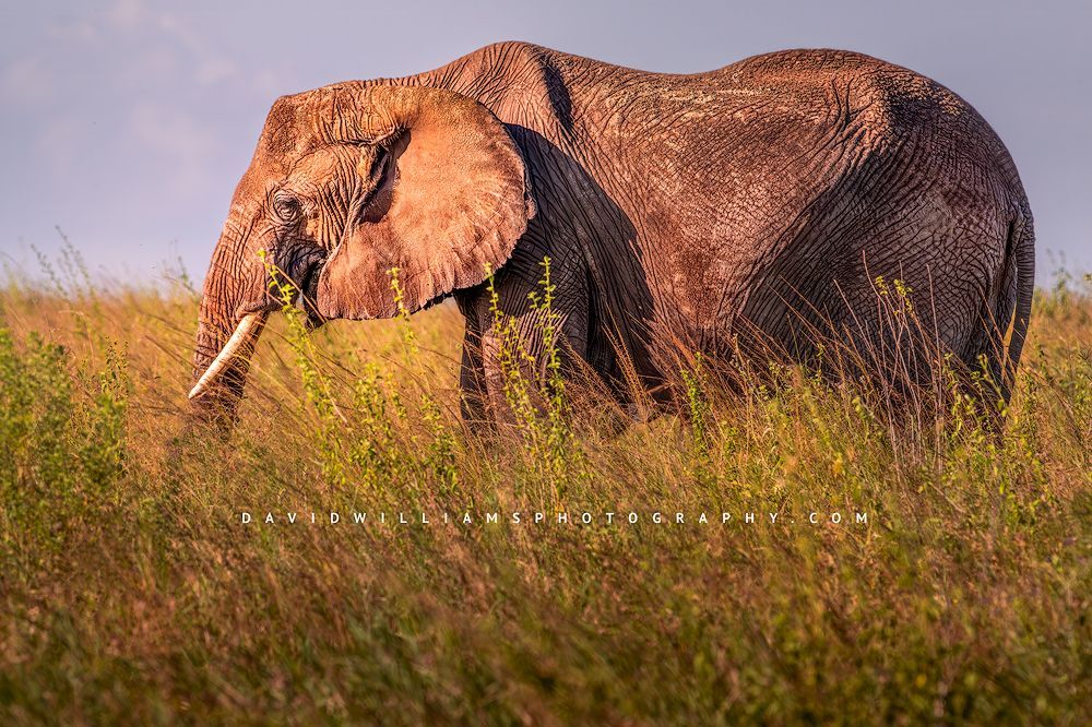 Close-up side view of a lone African elephant in tall grasses glowing in golden sunlight at Ngorongoro Crater, Tanzania