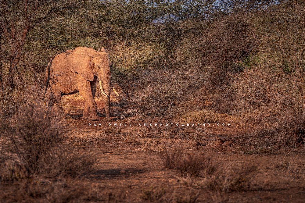 An African elephant against the shrubbery of Masai Mara, Kenya, Africa