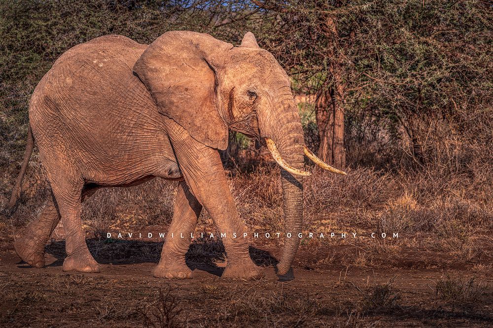 An African elephant against the shrubbery of Masai Mara, Kenya, Africa