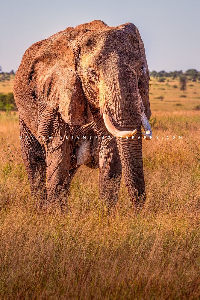 Lactating female elephant grazing in Tarangire golden grasses, vertical portrait with eye contact