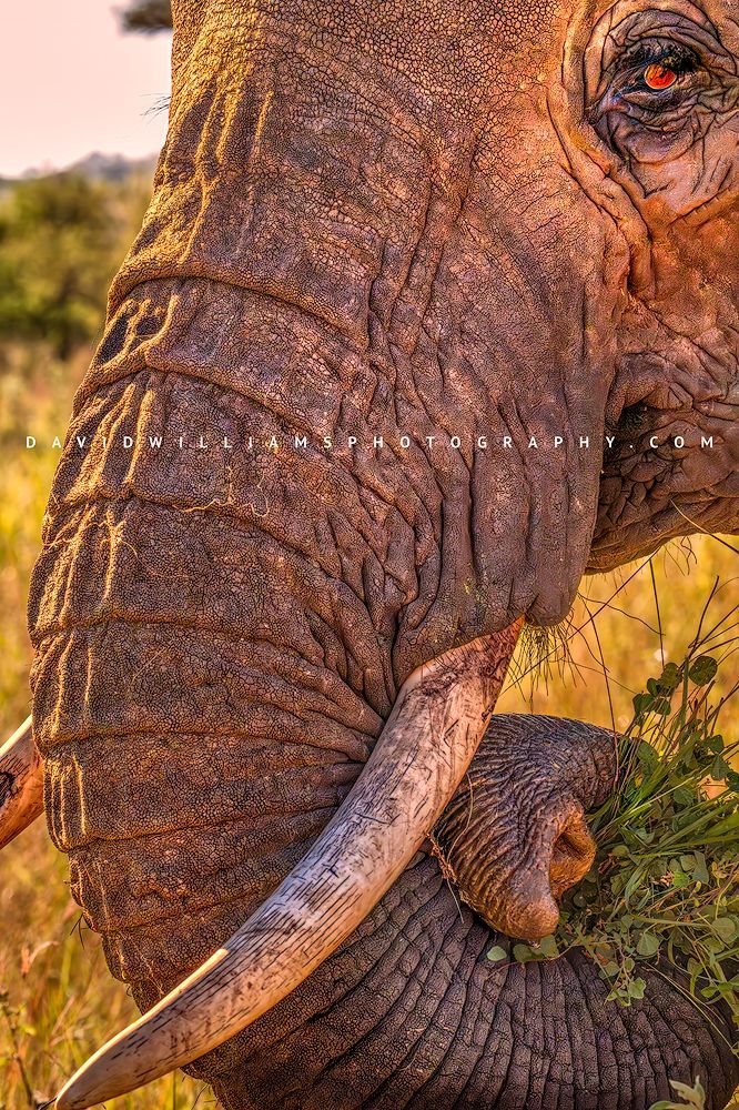 Extreme vertical close-up of an African elephant’s eye and curled trunk full of grass while feeding in Tarangire National Park, Tanzania