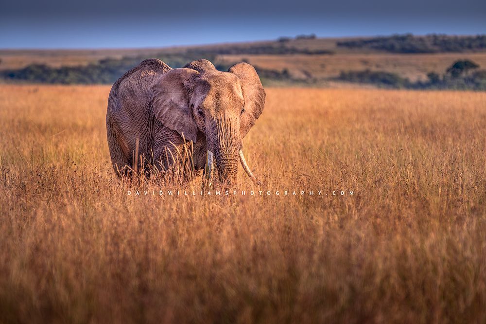 A large elephant in golden light feeding, Masai Mara, Kenya