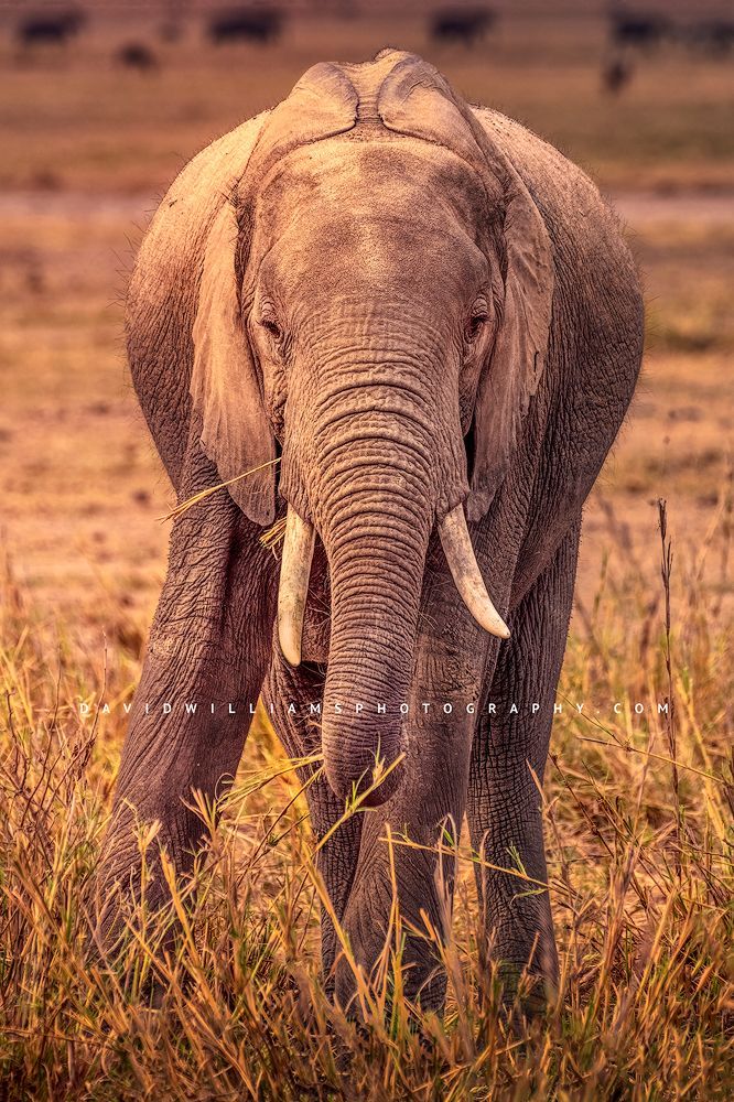 An African Elephant feeding on the grasses in Kenya, Africa