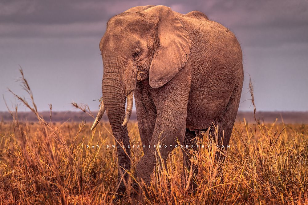 An African Elephant feeding on the grasses in Kenya, Africa