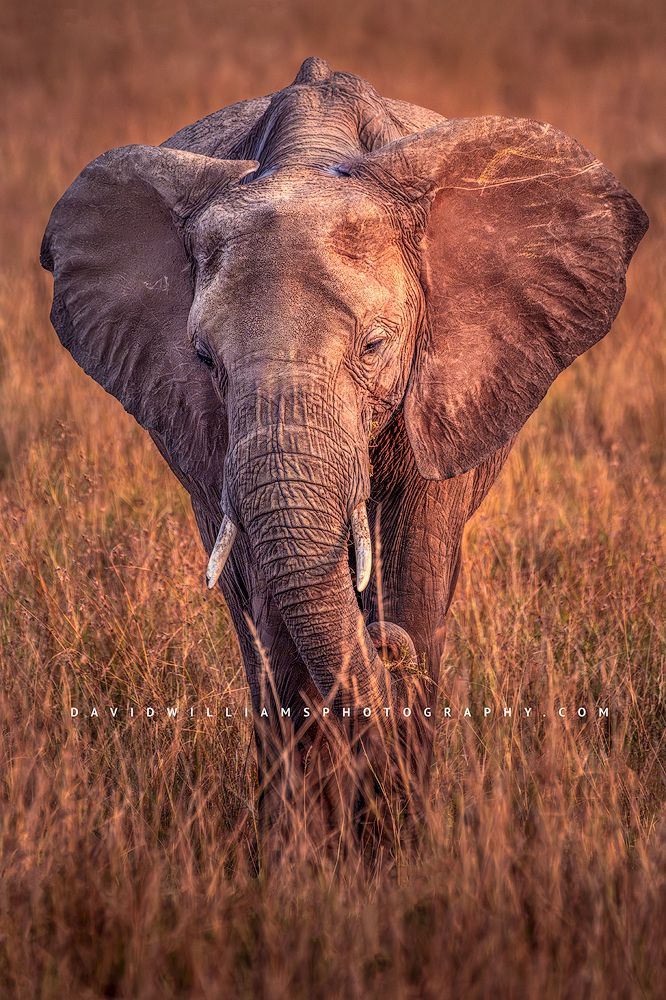 A single female elephant feeding in the golden hour sun, Kenya