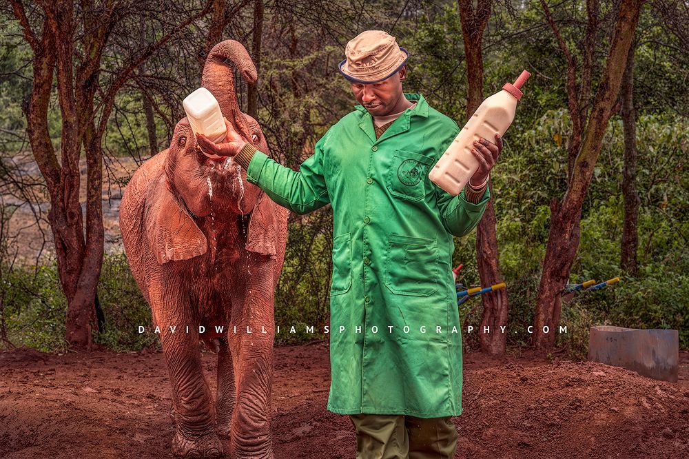An elephant calf has milk spilling as it is bottle fed, Nairobi, Kenya