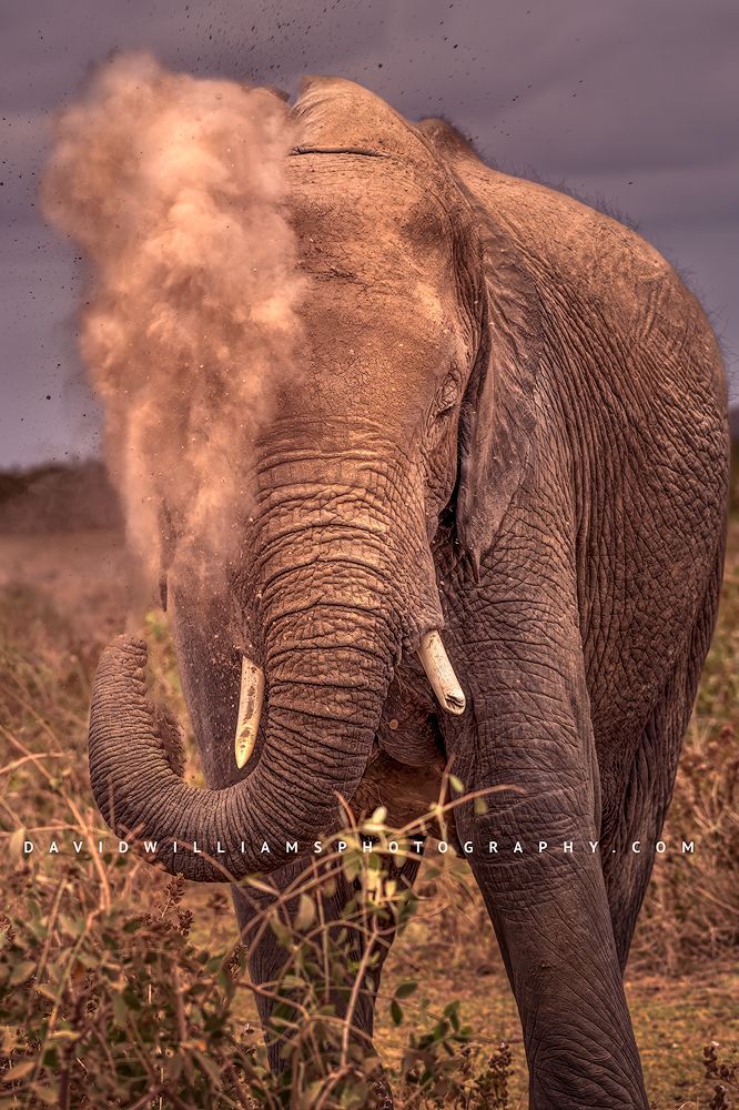 An African elephant’s trunk throwing dirt into the air, Kenya, Africa