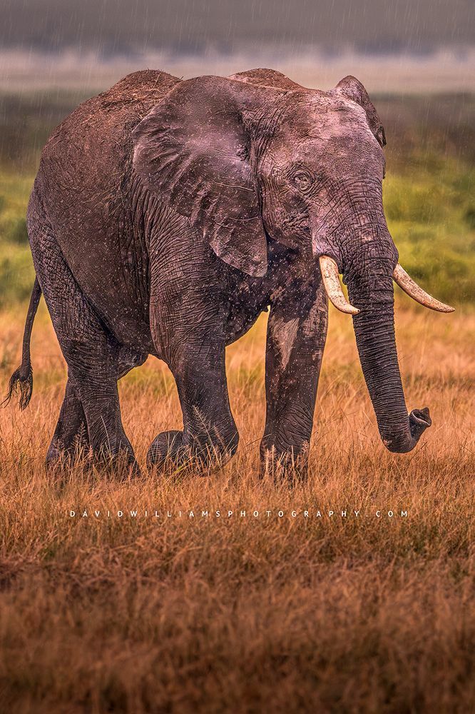 An elephant is crossing the tundra in a thunderstorm, Kenya