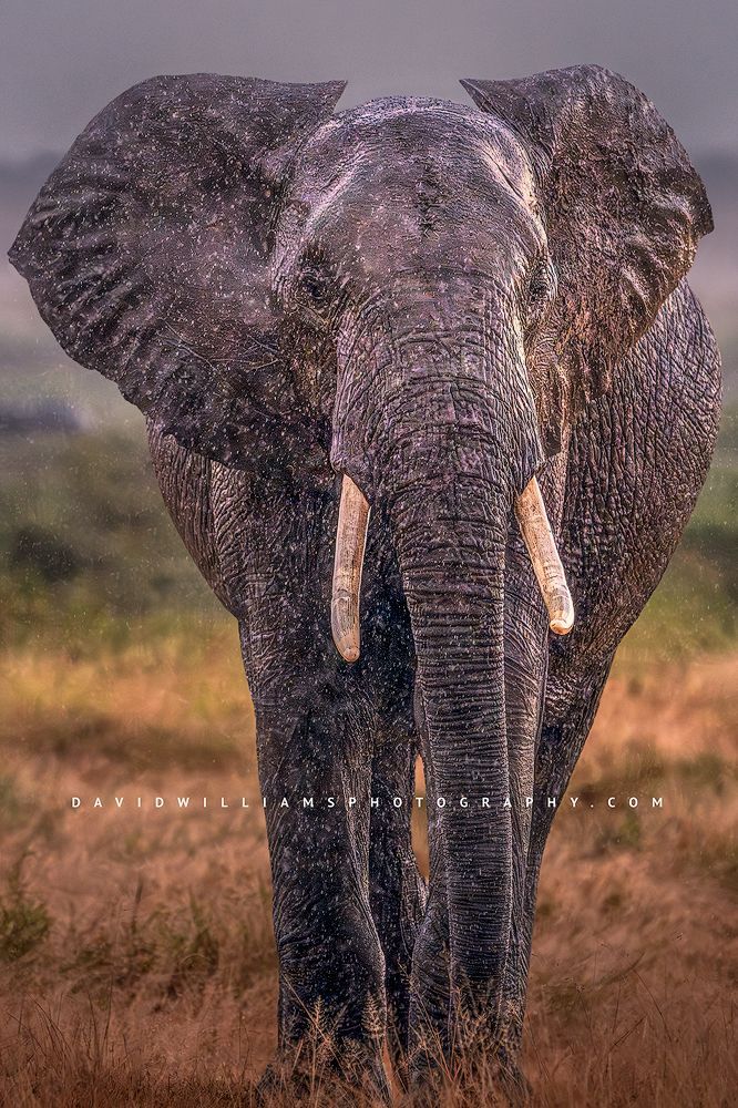An African Elephant is caught in a storm, Amboseli, Kenya