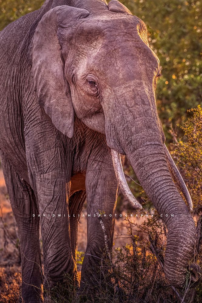 A elephant with large tasks eating as the sun rises, Ol Pejeta, Kenya, Africa