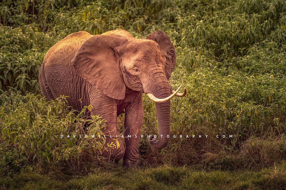 An African Elephant feeding on the grasses in Kenya, Africa