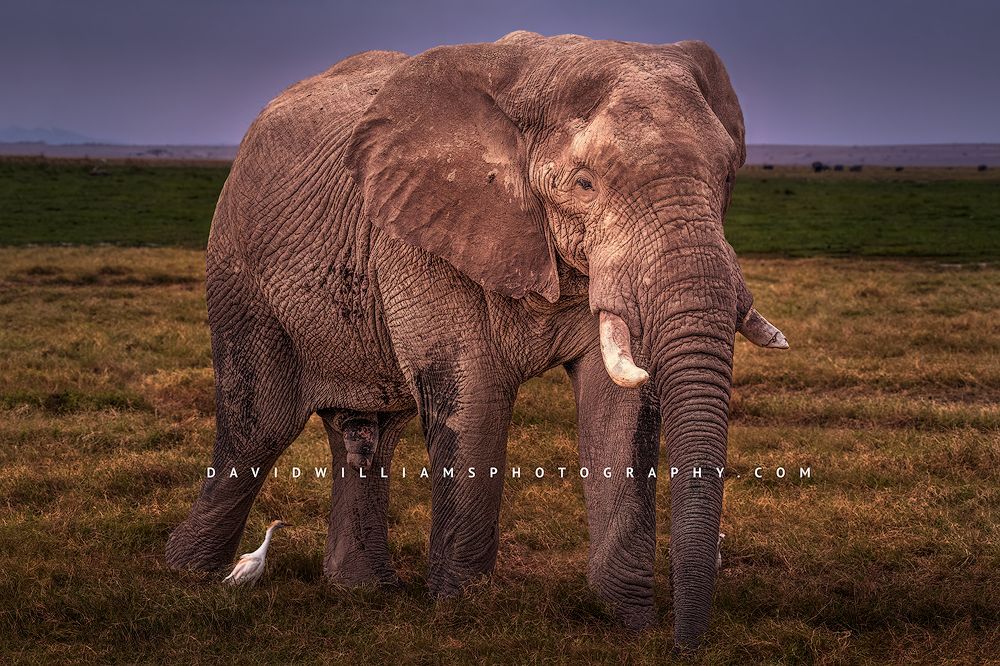 A tight shot of an elephant grazing, Africa