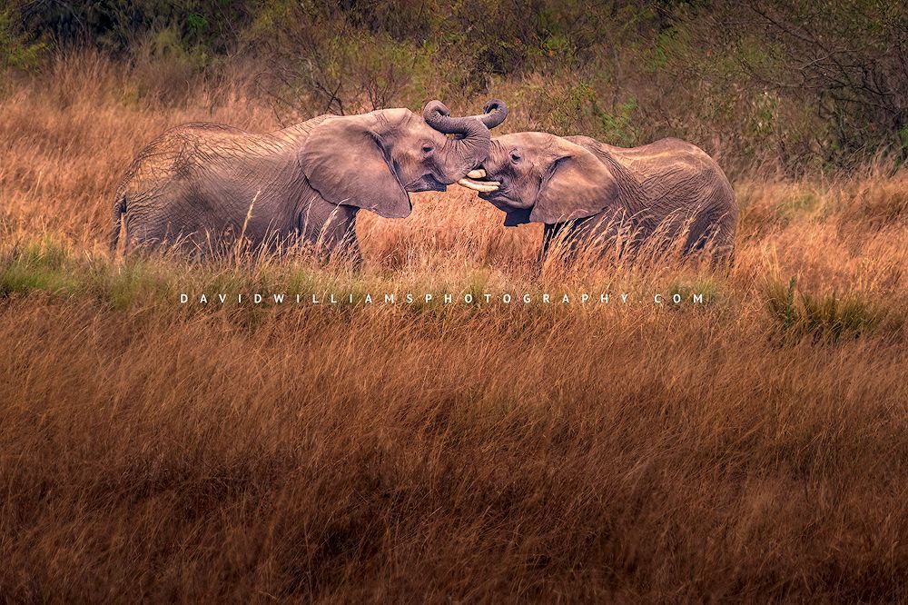 African Elephants fighting and pushing each other with tusks, Kenya