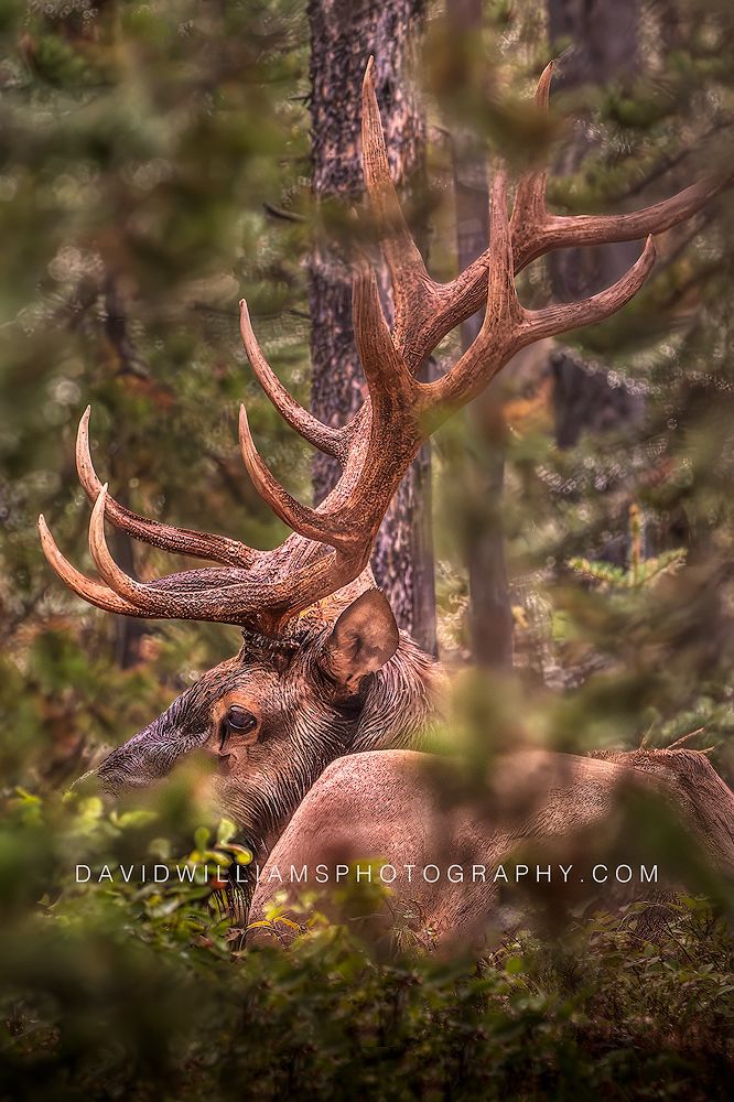 Six-point bull elk resting under dense pine trees during a rainy, color-rich forest moment in Jackson, Wyoming, vertical wildlife photograph.