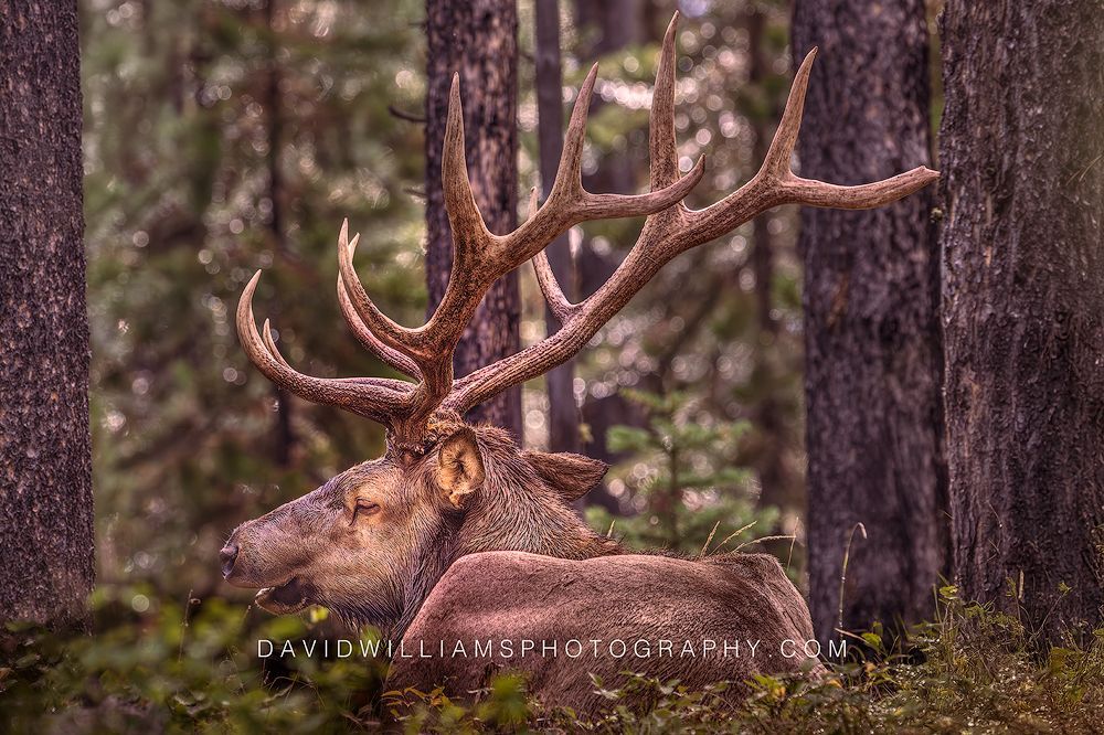 Six-point bull elk resting beneath rain-darkened pine trees in a moody horizontal forest scene near Jackson, Wyoming.