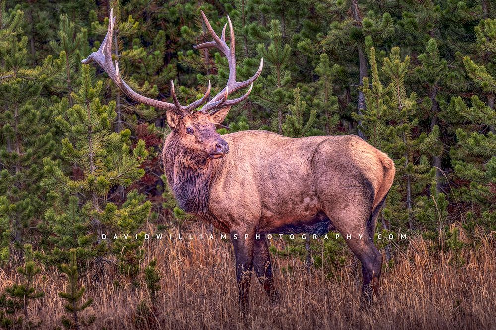 A Bull Elk in golden light, Yellowstone National Park. WY