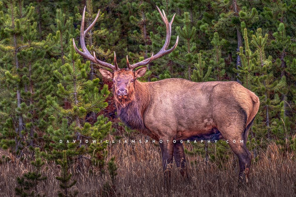 Eye contact with a large 7 point bull Elk, Yellowstone WY