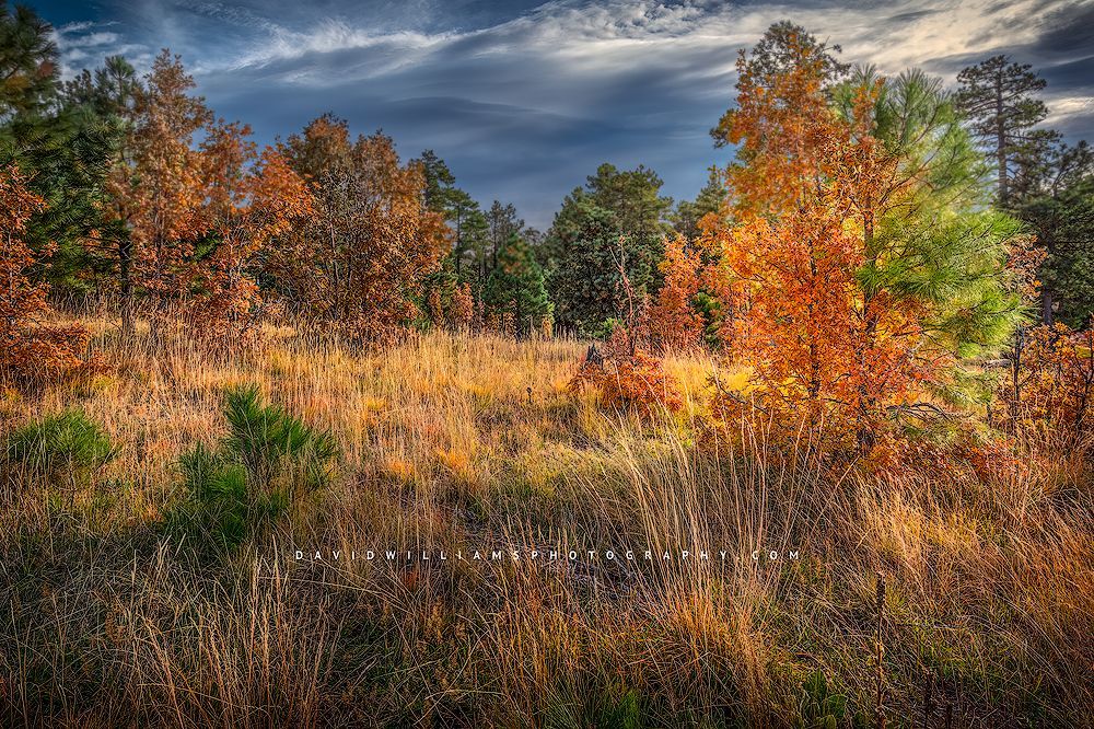 Late afternoon light on the grasslands and Autumn trees at the Mogollon Rim, Arizona