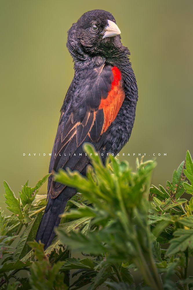 Fan-tailed Widowbird perched in the sun, Ngorongoro Crater, Tanzania