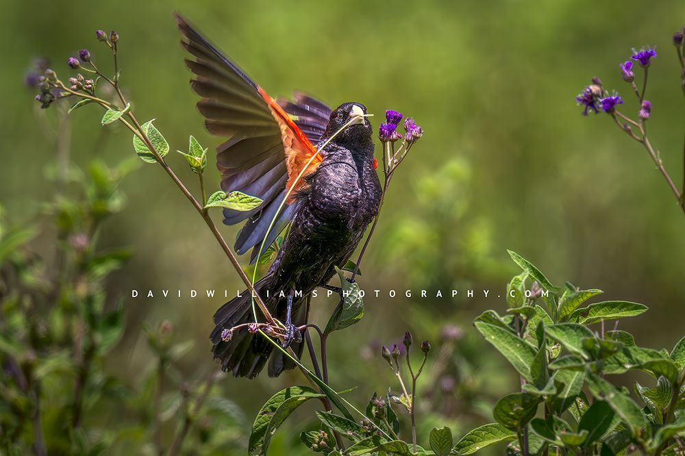 A close up of a Fan tailed widowbird, Tanzania