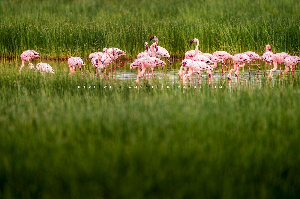 Lesser flamingos feeding in the marsh lands of Africa