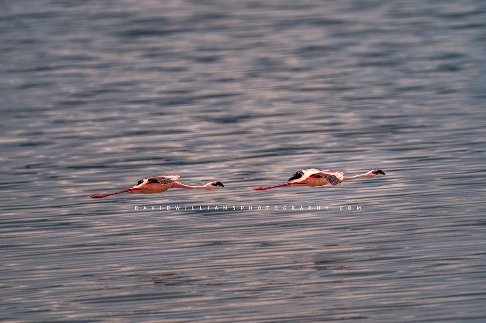 2 Lesser Flamingos in flight, Ngorongoro, Tanzania, Africa