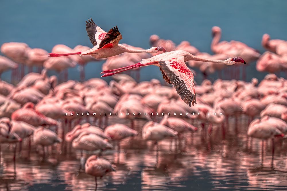 2 Flamingos in flight, Ngorongoro, Tanzania, Africa
