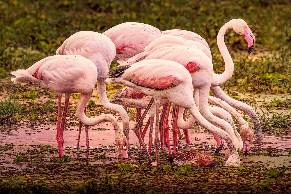 Greater flamingos feeding in the marsh lands of Kenya