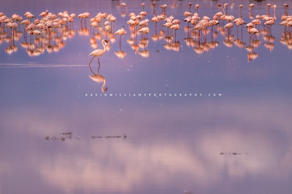 A Lesser Flamingo in colorful water reflections at sunrise, Kenya, Africa