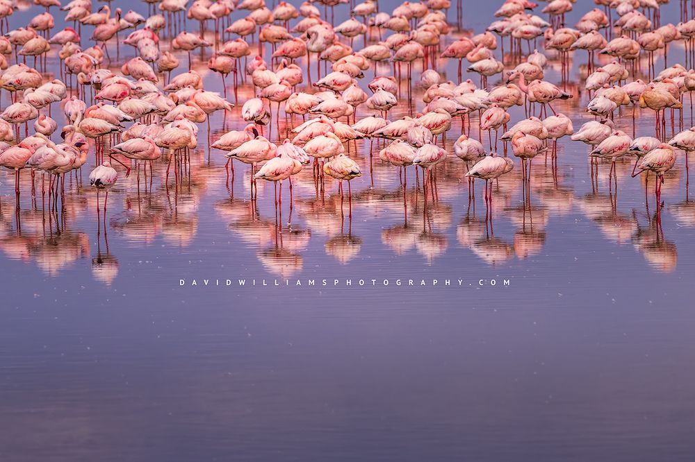 Lesser flamingos feeding at sunrise in the marsh lands of Africa